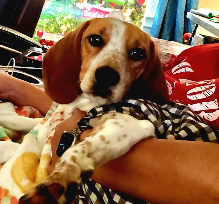 Groves Veterinary Clinic Picture 2