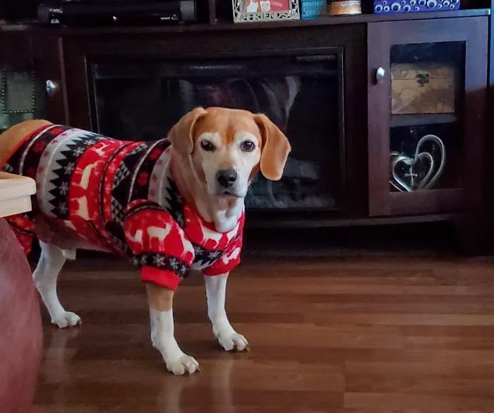 Groves Veterinary Clinic Picture 6