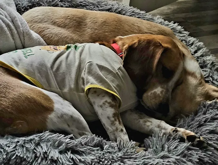 Groves Veterinary Clinic Picture 7