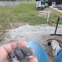 Sherwood Animal Clinic ico