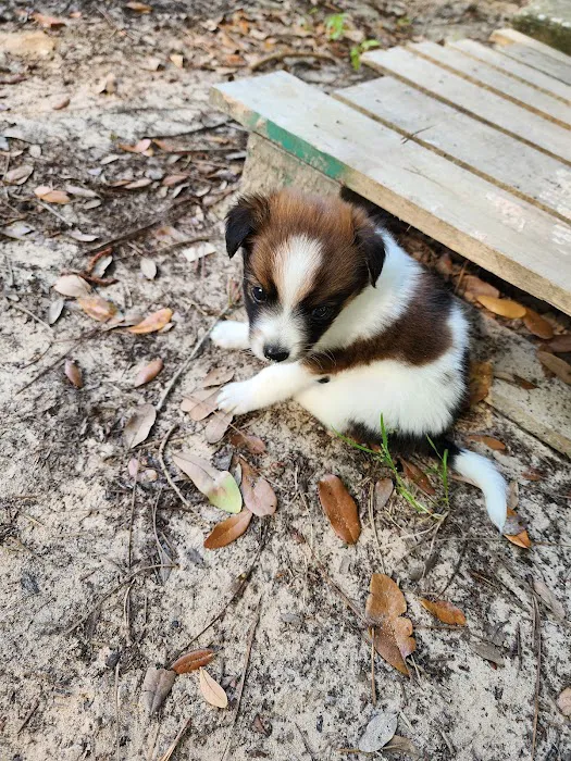 Sherwood Animal Clinic Picture 9