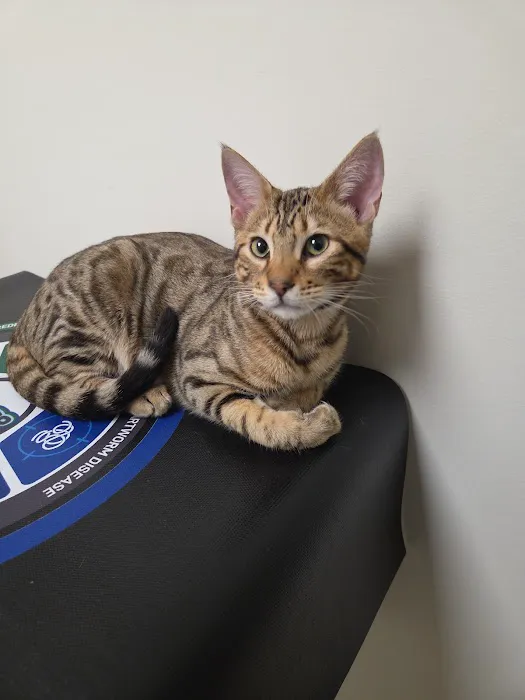 Mission Animal Hospital Picture 3