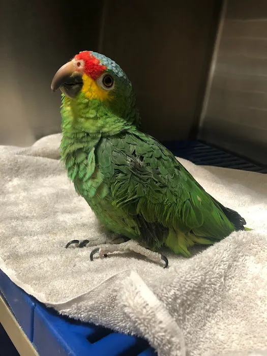 Moore Veterinary Care Picture 2