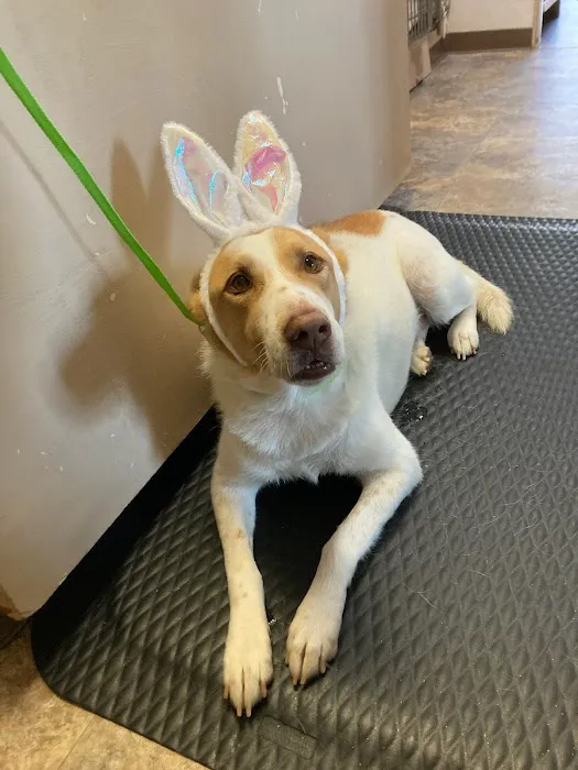 Moore Veterinary Care Picture 3