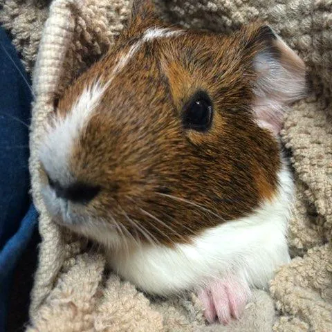 Moore Veterinary Care Picture 4