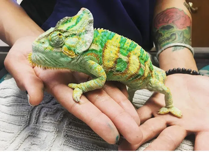 Moore Veterinary Care Picture 8