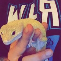 Moore Veterinary Care: Dr. Karen Moore DVM ico