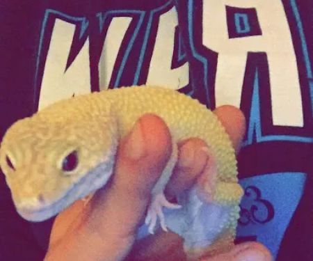 Moore Veterinary Care: Dr. Karen Moore DVM