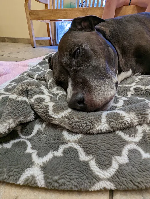 Butterfield Animal Hospital Picture 6