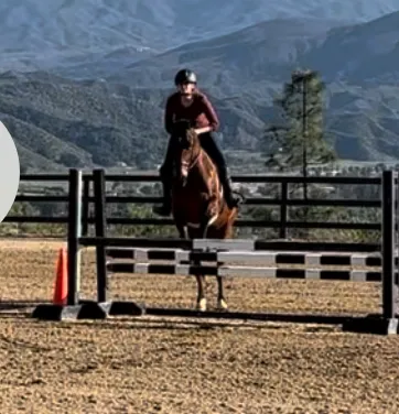 Temeku Equine Inc Picture 1