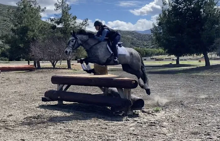 Temeku Equine Inc Picture 2