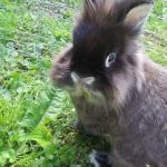 Flanary Veterinary Clinic: Jones Bonnie DVM