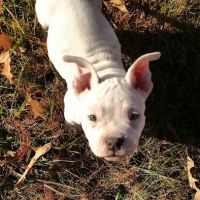 Cummings Veterinary Clinic ico