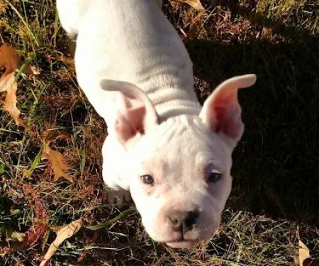 Cummings Veterinary Clinic