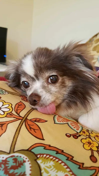 Cummings Veterinary Clinic Picture 5