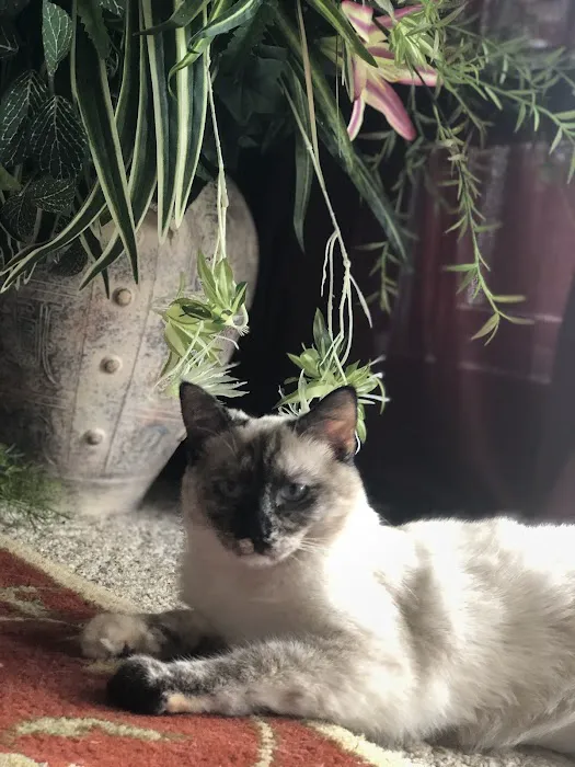 Cummings Veterinary Clinic Picture 8