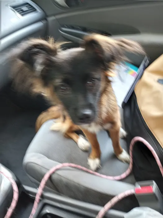 Cummings Veterinary Clinic Picture 10