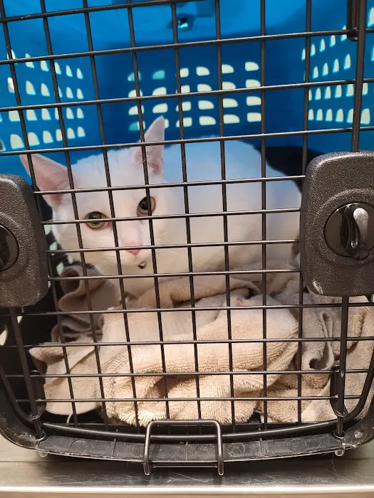 Lone Oak Animal Clinic Picture 1