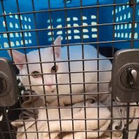 Lone Oak Animal Clinic ico