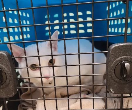 Lone Oak Animal Clinic