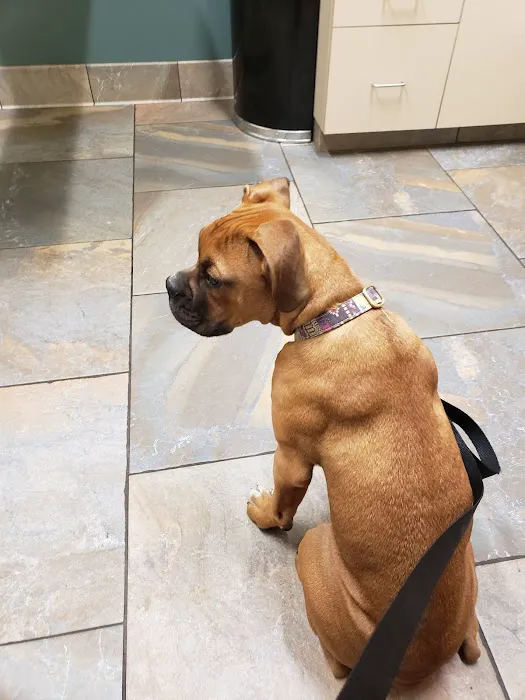 Lone Oak Animal Clinic Picture 4