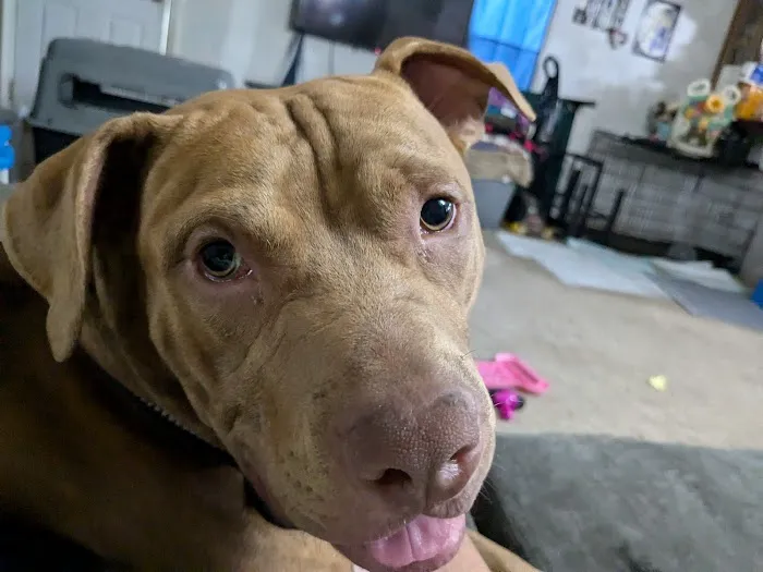 Lone Oak Animal Clinic Picture 8