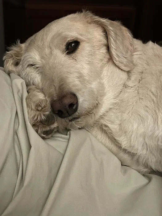 Animal Health & Wellness Center Picture 1