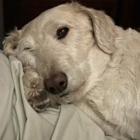 Animal Health & Wellness Center ico