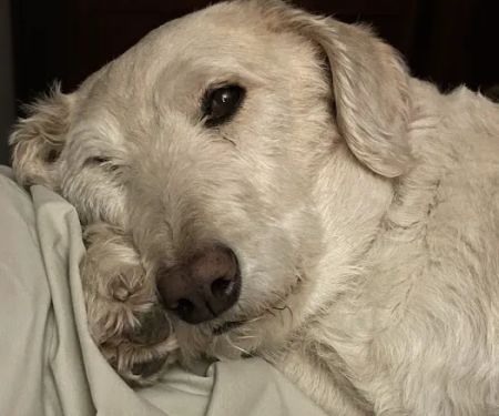 Animal Health & Wellness Center