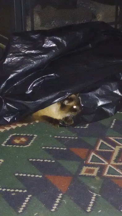 Animal Health & Wellness Center Picture 3