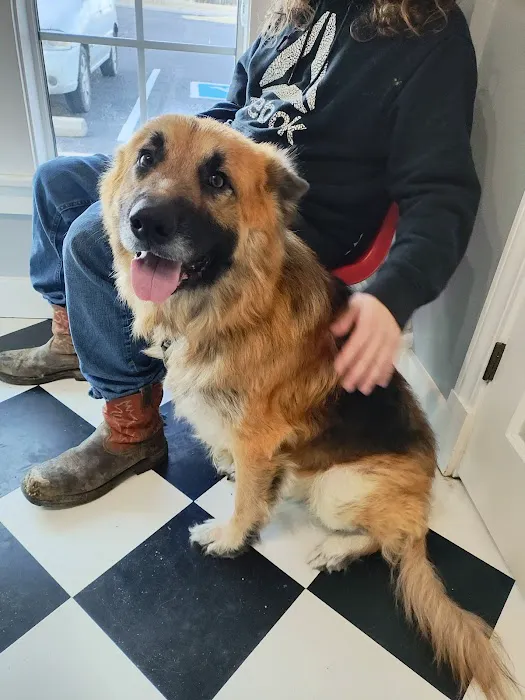 Animal Health & Wellness Center Picture 6