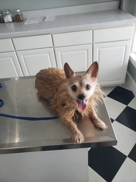 Animal Health & Wellness Center Picture 2