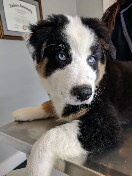 Animal Health & Wellness Center Picture 10