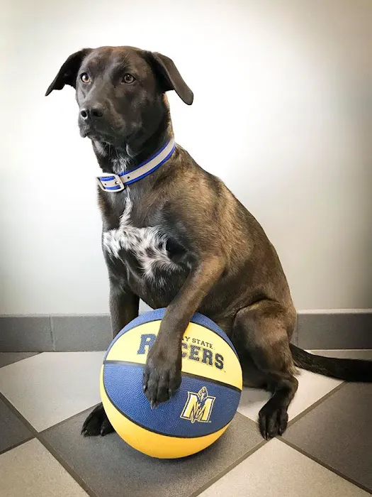 Murray Animal Hospital Picture 2