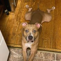 Murray Animal Hospital ico