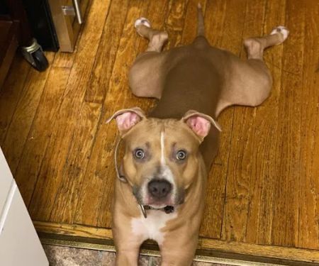 Murray Animal Hospital