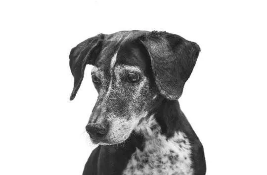 Murray Animal Hospital Picture 4