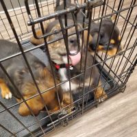 Mayfield Veterinary Clinic, PSC ico