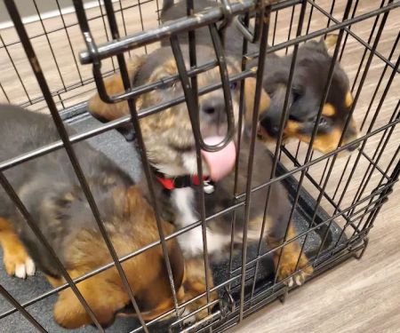 Mayfield Veterinary Clinic, PSC