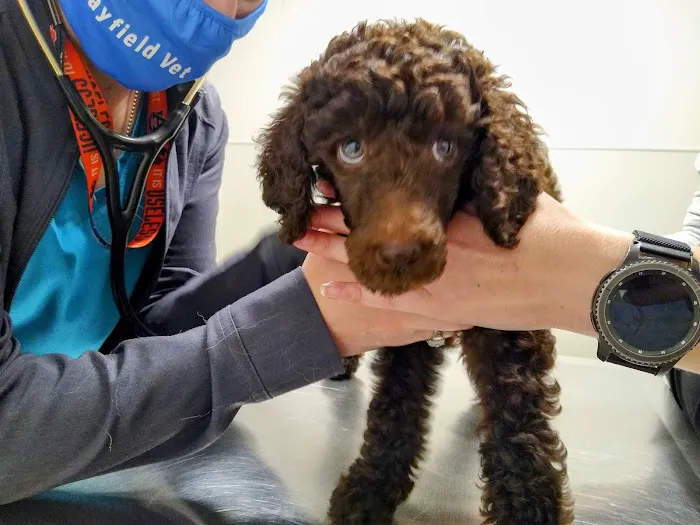 Mayfield Veterinary Clinic, PSC Picture 4