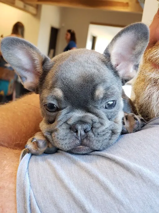 Mayfield Veterinary Clinic, PSC Picture 5