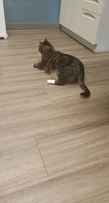 Dr. Badger. DVM, CVC, CVA Picture 3