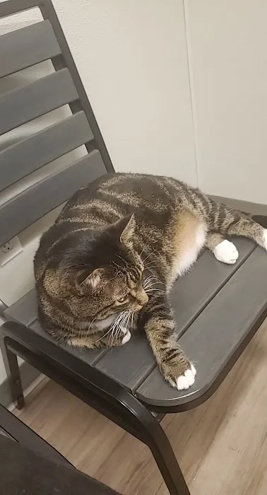 Dr. Badger. DVM, CVC, CVA Picture 1