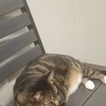 Dr. Badger. DVM, CVC, CVA