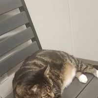 Dr. Badger. DVM, CVC, CVA ico