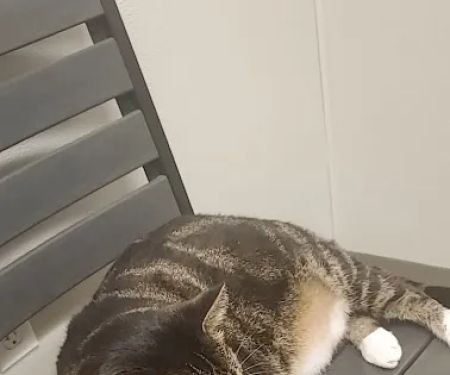 Dr. Badger. DVM, CVC, CVA