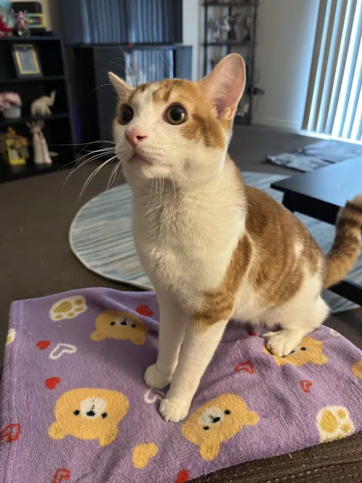 Union County Animal Clinic Picture 4