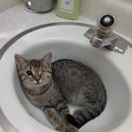 Union County Animal Clinic