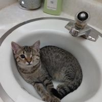 Union County Animal Clinic ico