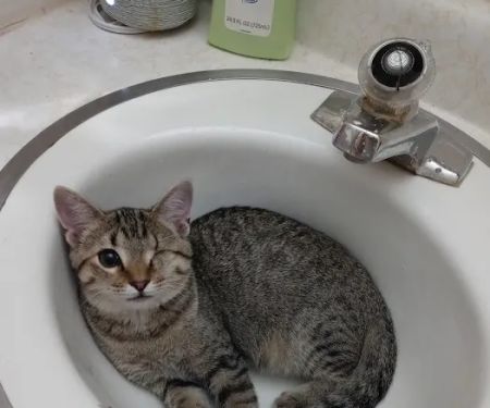 Union County Animal Clinic